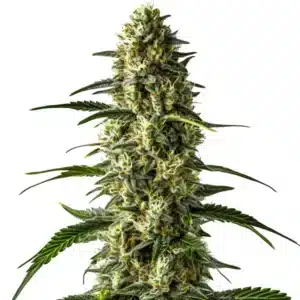 Girl Scout Cookies x Cheese cannabis flower with sticky dense trichome buds.