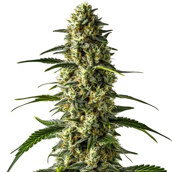 Girl Scout Cookies x Cheese cannabis flower with sticky dense trichome buds.