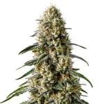 Frosty hybrid buds of Girl Scout Cookies x Jack Herer