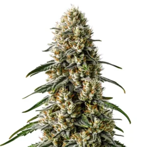 Frosty hybrid buds of Girl Scout Cookies x Jack Herer