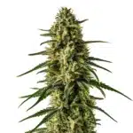 Gorilla Glue #4 x Zkittlez bud with frosty trichomes and bright green leaves.