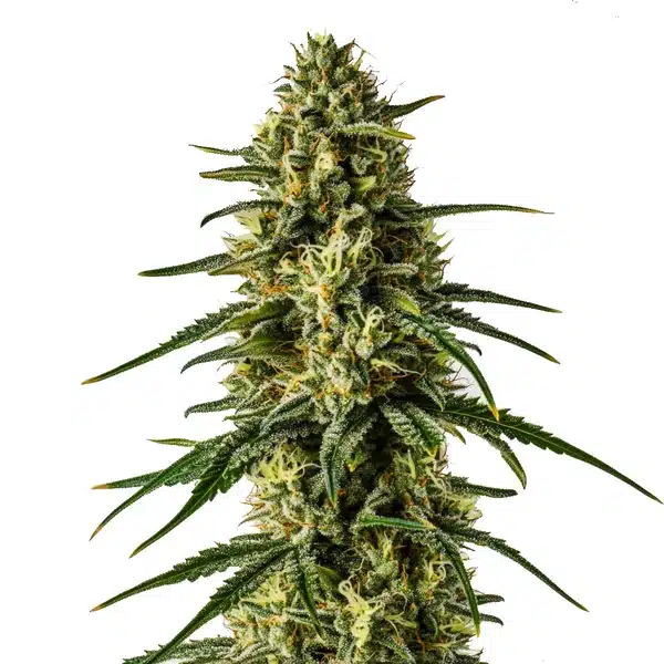 Gorilla Glue #4 x Zkittlez bud with frosty trichomes and bright green leaves.