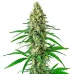 Green buds of Girl Scout Cookies x Sour Diesel with shiny trichomes and orange accents.