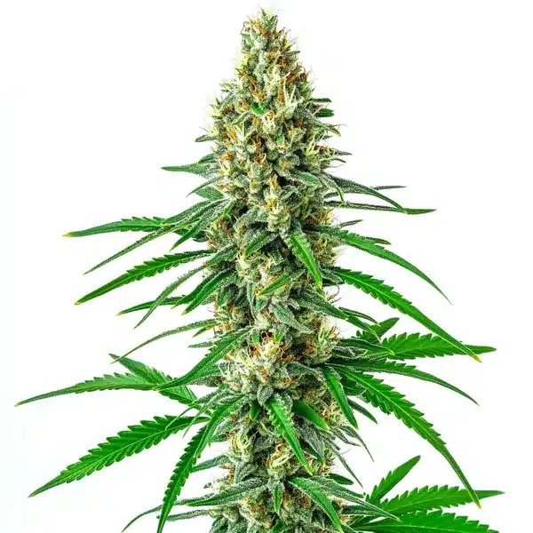 Green buds of Girl Scout Cookies x Sour Diesel with shiny trichomes and orange accents.