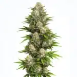 God Bud regular indica strain with dense trichome-covered buds
