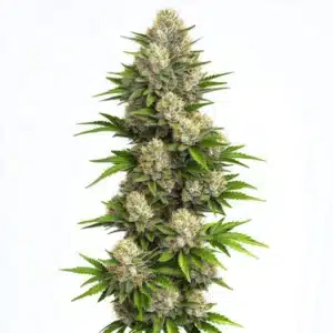 God Bud regular indica strain with dense trichome-covered buds