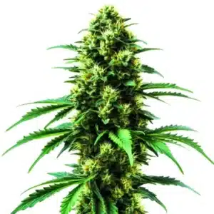 Gold Leaf cannabis strain with dense buds and vibrant green foliage.