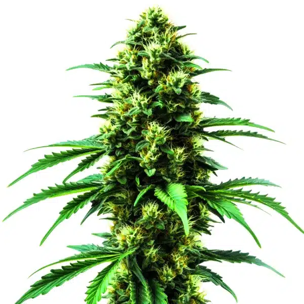 Gold Leaf cannabis strain with dense buds and vibrant green foliage.