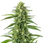 Sticky, trichome-rich Gorilla Glue Lemon cannabis buds with vibrant green tones.