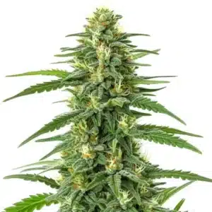 Sticky, trichome-rich Gorilla Glue Lemon cannabis buds with vibrant green tones.