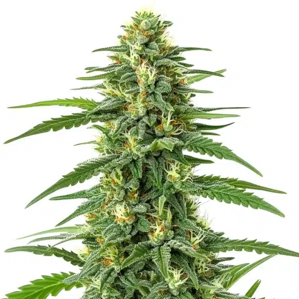 Sticky, trichome-rich Gorilla Glue Lemon cannabis buds with vibrant green tones.