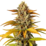 Gorilla Lemon Fire cannabis plant with vibrant yellow leaves and dense buds.
