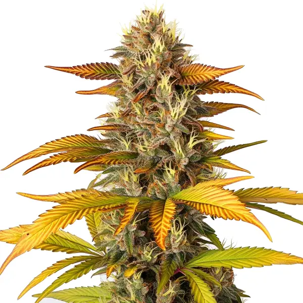 Gorilla Lemon Fire cannabis plant with vibrant yellow leaves and dense buds.