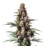 Dark purple Grandaddy Black cannabis buds covered in crystal-like trichomes.