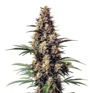 Dark purple Grandaddy Black cannabis buds covered in crystal-like trichomes.