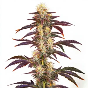 Compact purple buds of the Grape Ape cannabis strain.