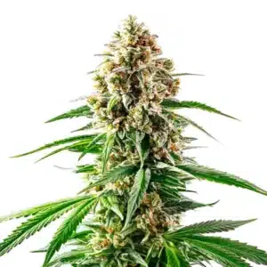 Grape Killer 99 cannabis cola with purple hues and dense crystal-covered buds.