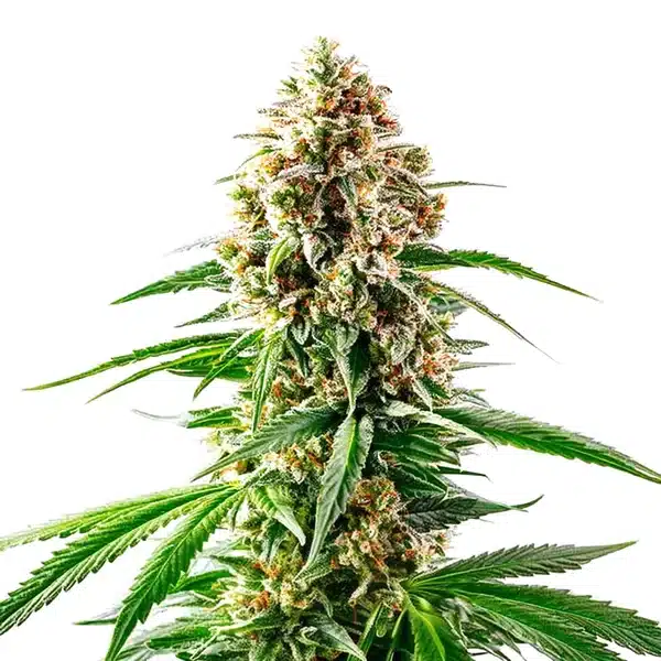 Grape Killer 99 cannabis cola with purple hues and dense crystal-covered buds.