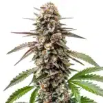 Grapefruit cannabis bud with citrus tones, orange hairs, and bright green foliage.