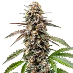 Grapefruit cannabis bud with citrus tones, orange hairs, and bright green foliage.
