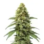 Grapefruit Auto cannabis buds with bright green tones and orange pistils.