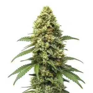 Grapefruit Auto cannabis buds with bright green tones and orange pistils.