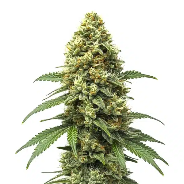 Grapefruit Auto cannabis buds with bright green tones and orange pistils.