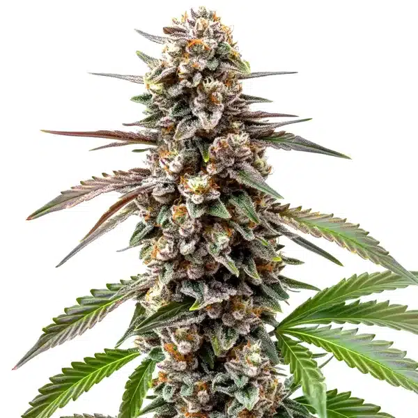 Grapefruit cannabis bud with citrus tones, orange hairs, and bright green foliage.