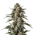 Dense trichome-covered Great White Shark cannabis strain with green leaves.