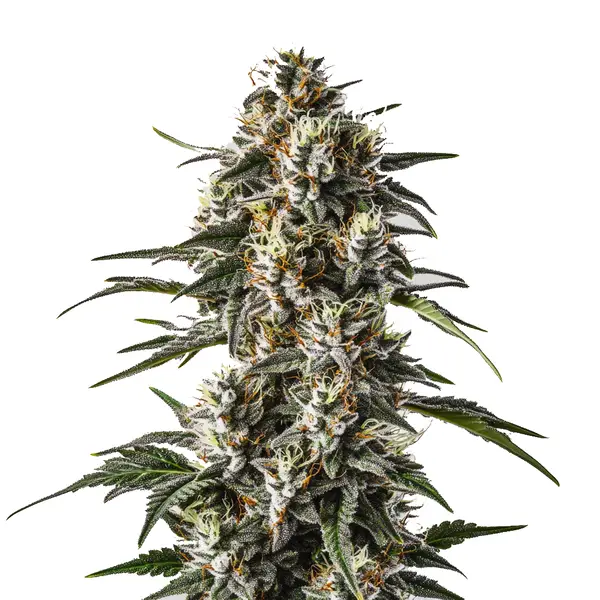 Dense trichome-covered Great White Shark cannabis strain with green leaves.