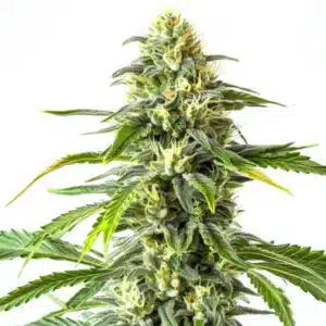 Green Crack x AK47 cannabis flower stacked with resinous buds and vibrant green leaves.