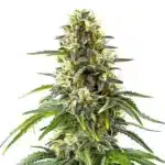 Green Crack x Amnesia Haze cannabis strain with resinous buds and lush green leaves.