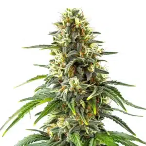 Green Crack x Amnesia Haze cannabis strain with resinous buds and lush green leaves.