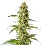 Green Crack x Core cannabis plant with vibrant green leaves and bright orange pistils.