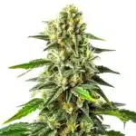 Green Crack x Somango cannabis cola with tropical resin-coated buds.