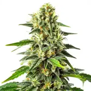 Green Crack x Somango cannabis cola with tropical resin-coated buds.