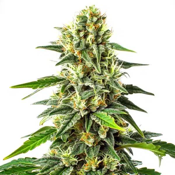 Green Crack x Somango cannabis cola with tropical resin-coated buds.