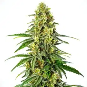 Tall buds of Green Crack x Super Silver Haze with vibrant green hues and abundant trichomes.