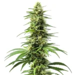 CBD-rich Harlequin strain with bright green buds and sativa structure.
