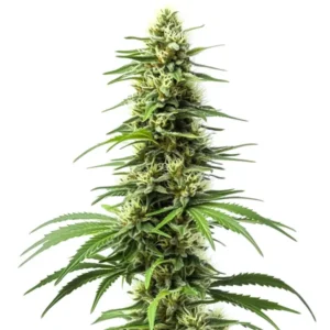 CBD-rich Harlequin strain with bright green buds and sativa structure.