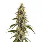 Harlequin x Bubba Kush Regular cannabis buds with frosty trichomes and deep green foliage.