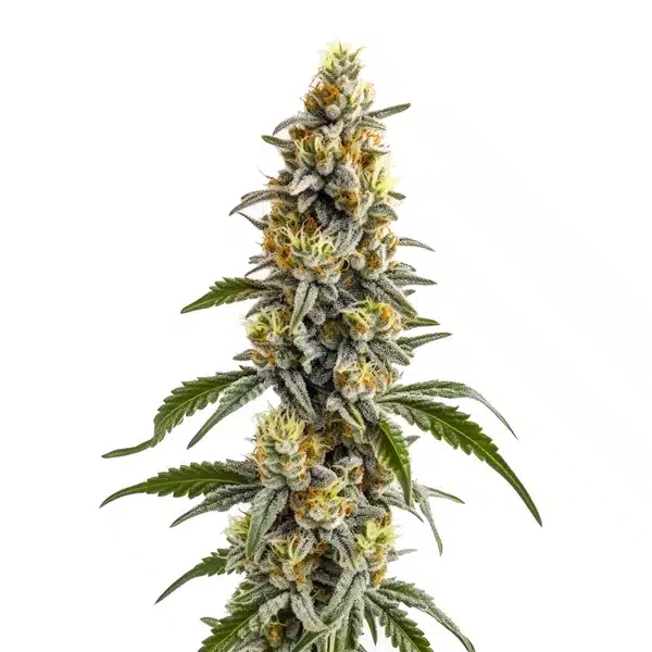 Harlequin x Bubba Kush Regular cannabis buds with frosty trichomes and deep green foliage.