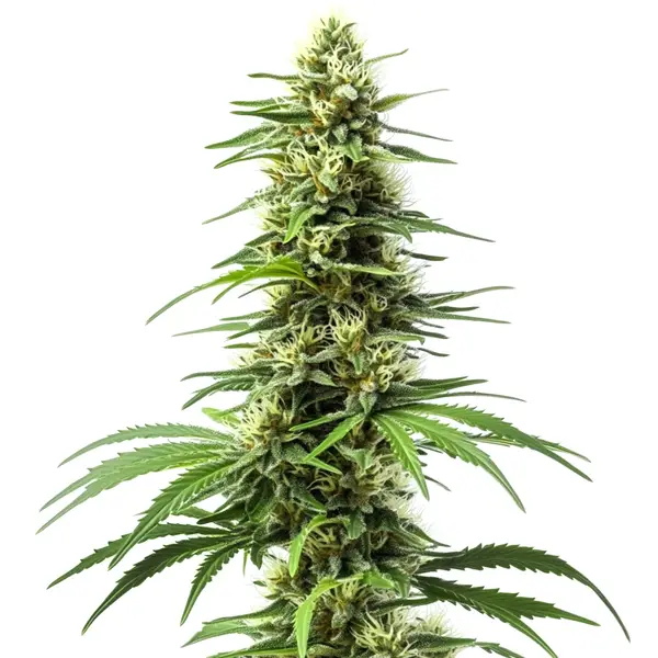 CBD-rich Harlequin strain with bright green buds and sativa structure.