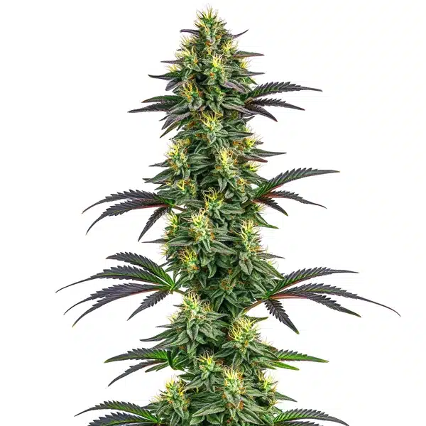 Colorful Hawaii x Purple Skunk cannabis buds with purple and green hues.