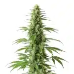 Haze CBD plant with frosty light green buds and citrus-scented orange pistils