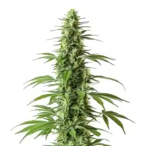 Haze CBD plant with frosty light green buds and citrus-scented orange pistils