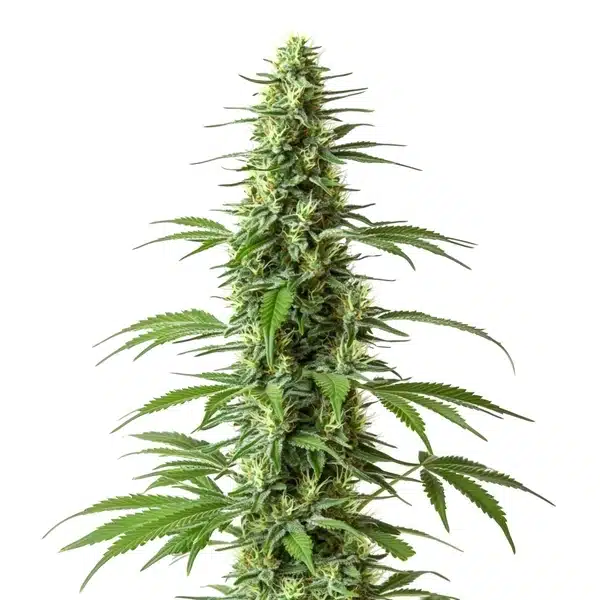 Haze CBD plant with frosty light green buds and citrus-scented orange pistils