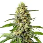 Haze XL Auto cannabis cola with extra-large frosty sativa buds.