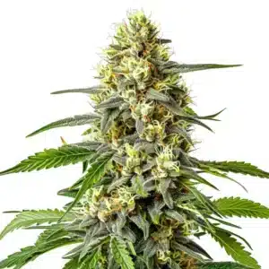 Haze XL Auto cannabis cola with extra-large frosty sativa buds.
