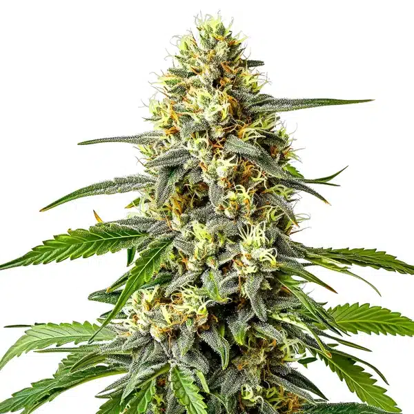 Haze XL Auto cannabis cola with extra-large frosty sativa buds.
